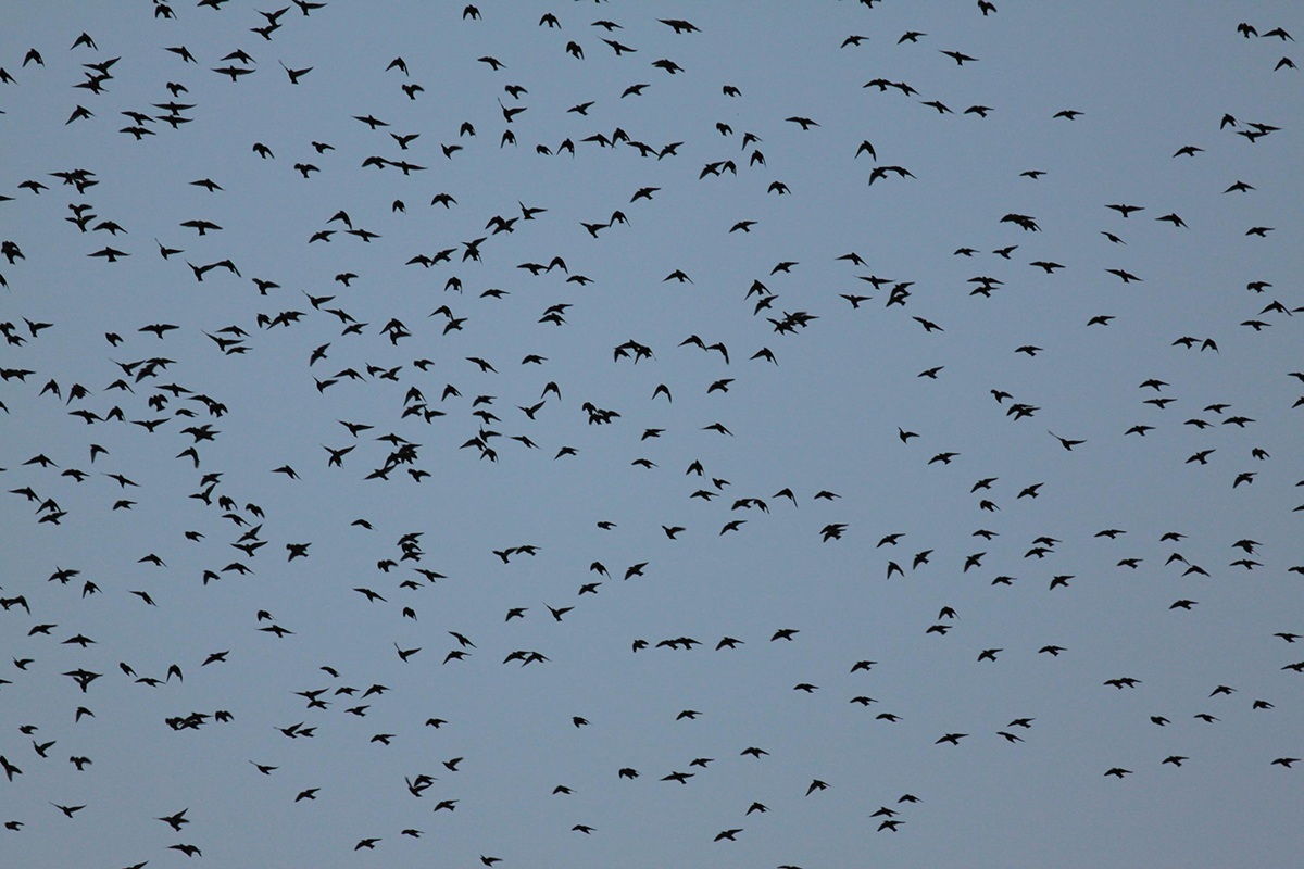 Flock of starlings