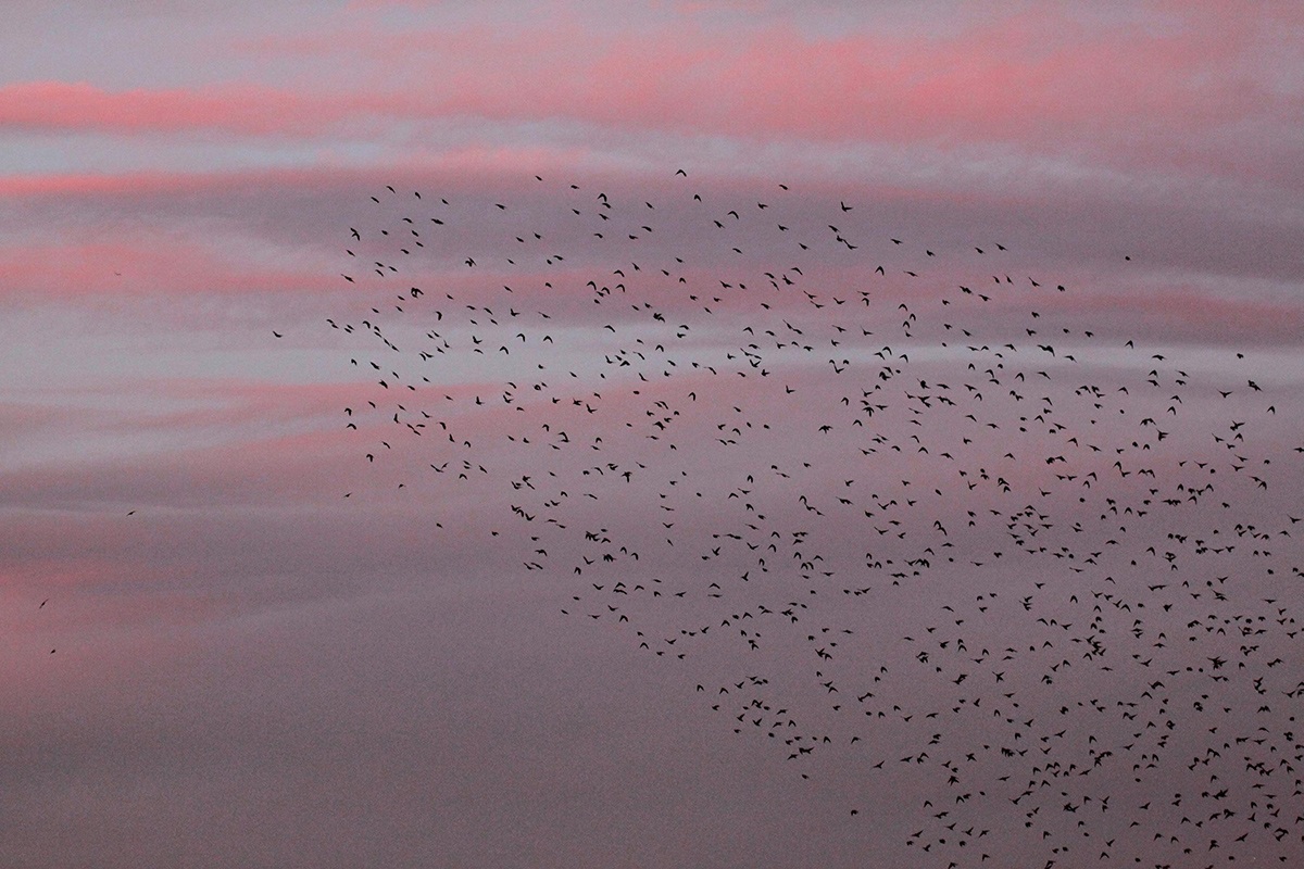 Flock of starlings 0