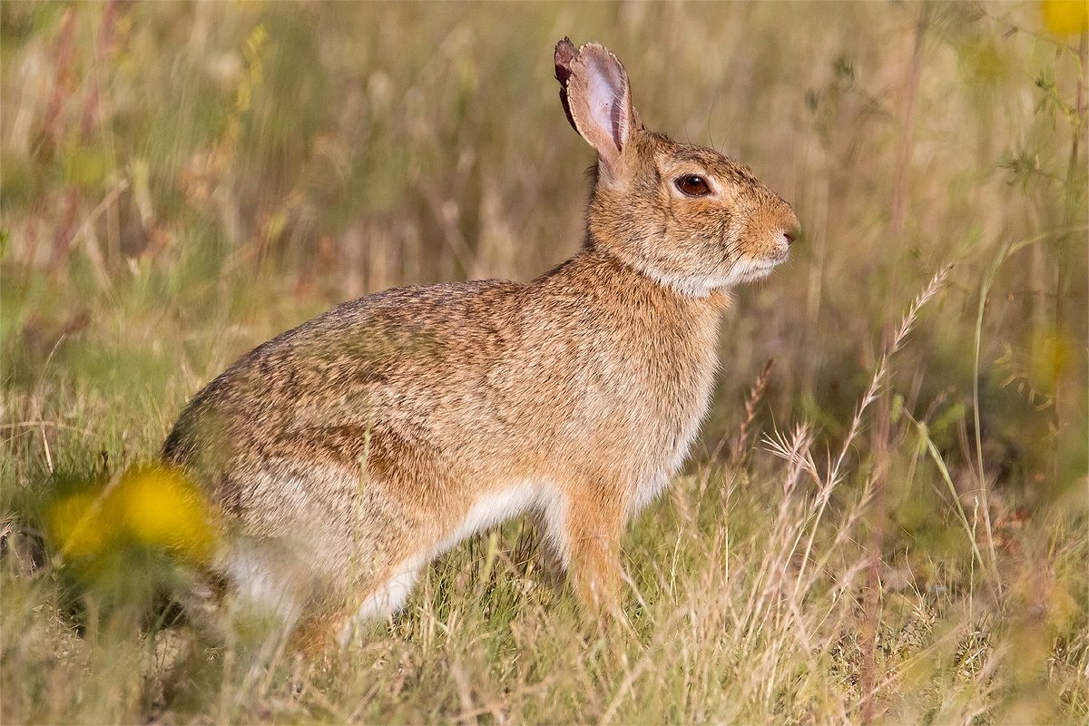Sylvilagus floridanus "Cottontail"