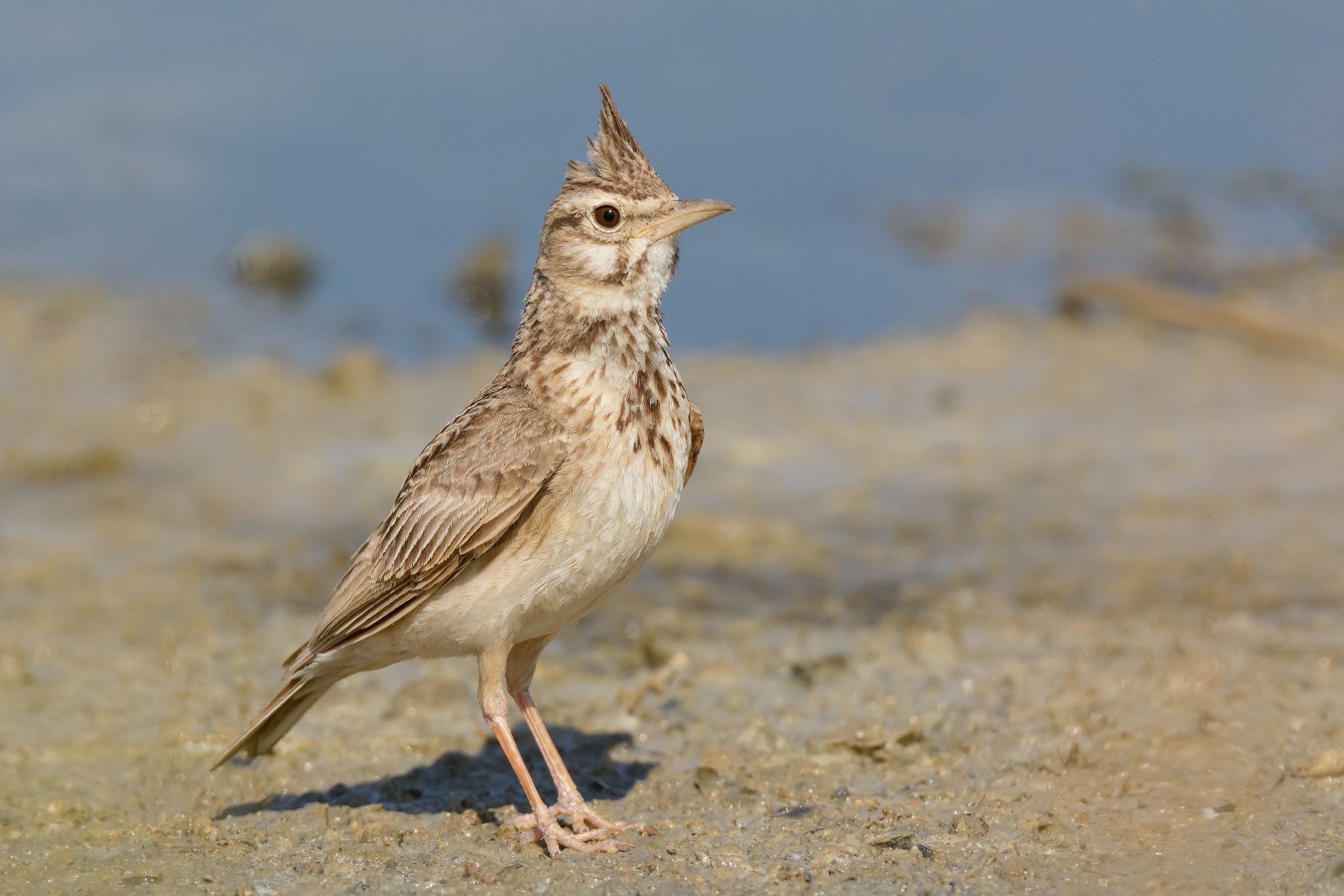 Cappellaccia sulla spiaggia