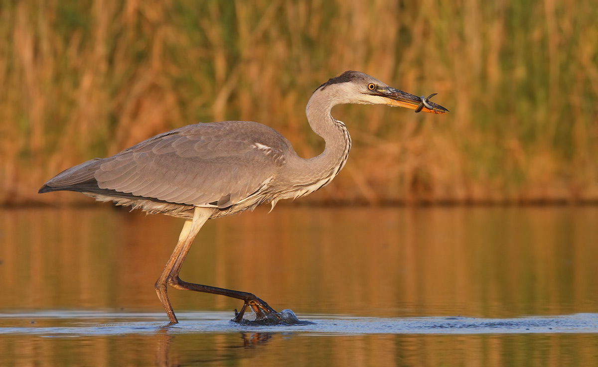 Grey Heron