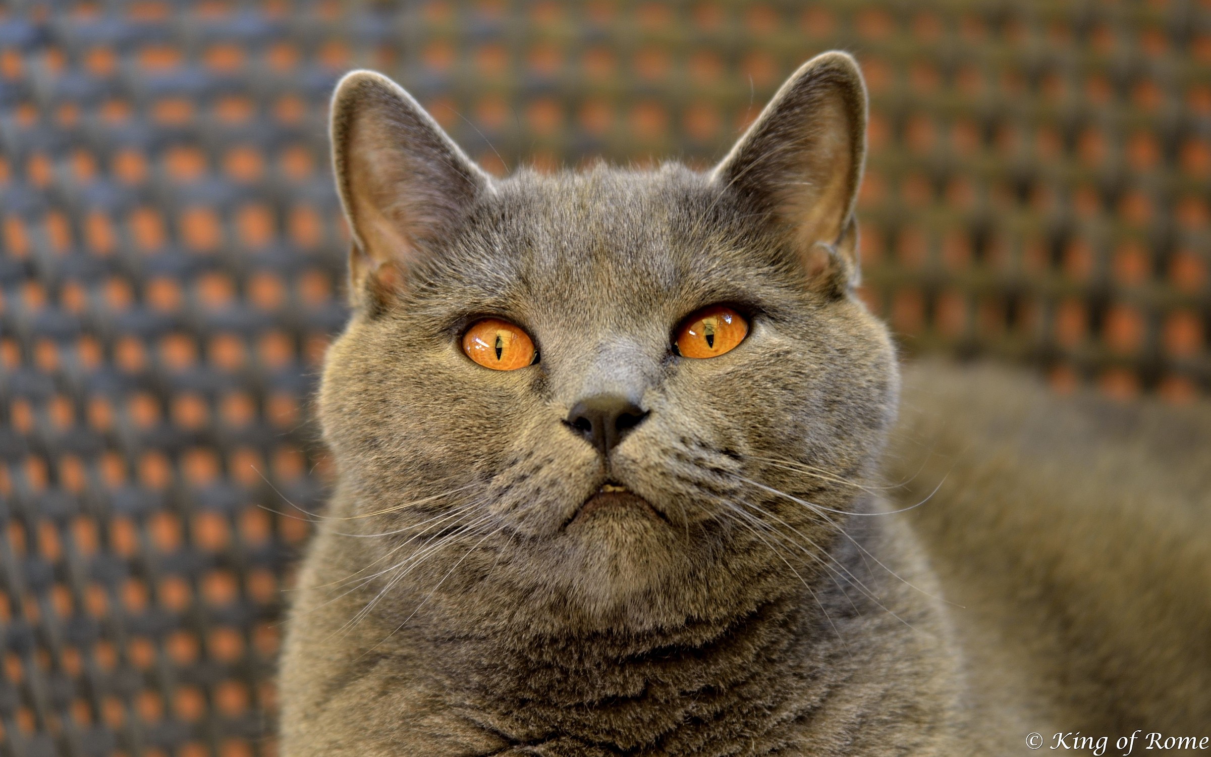 the cousin of the king british scottish ...