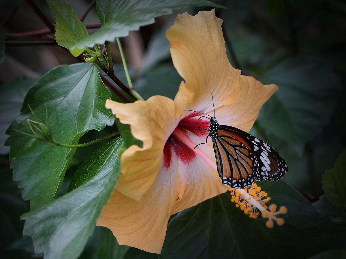Two steps on hibiscus