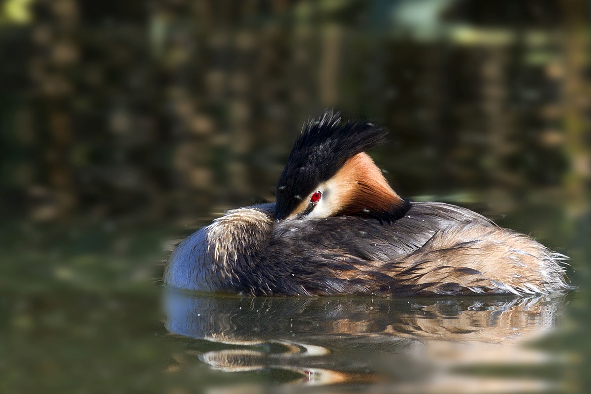 il riposo dello svasso