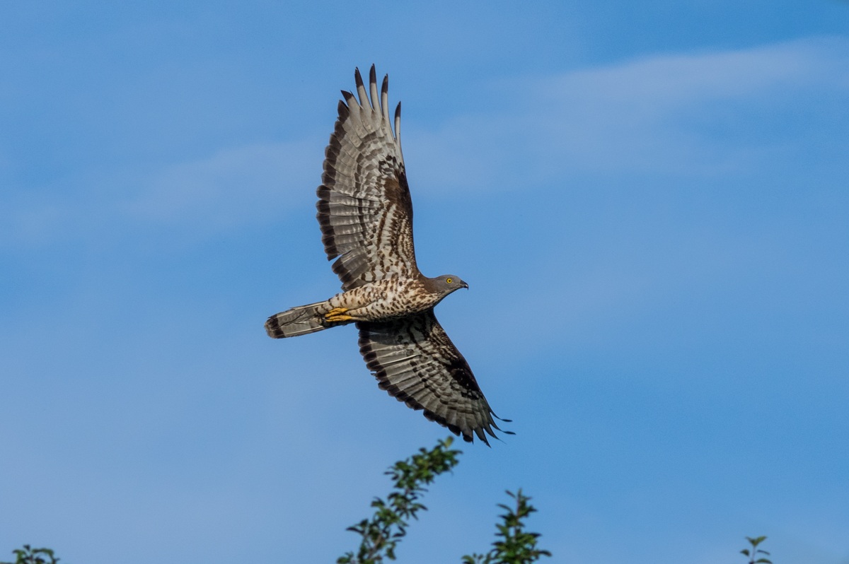 honey buzzard