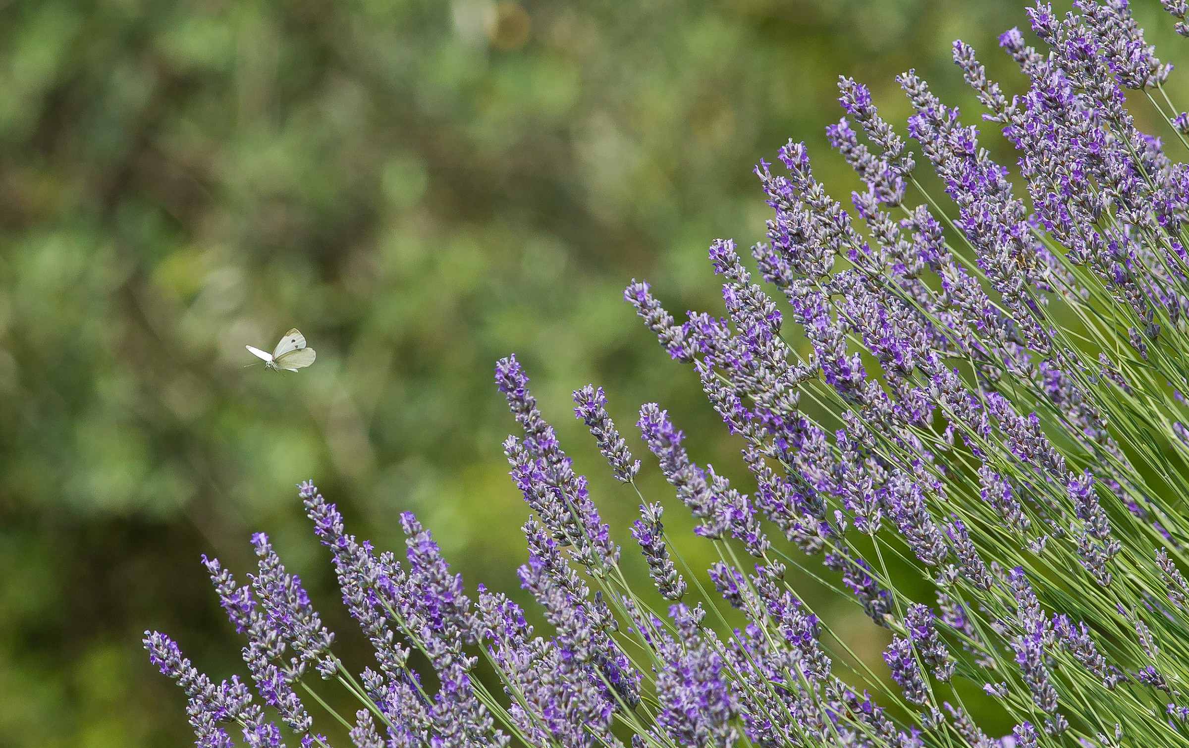 The Shawshank Redemption