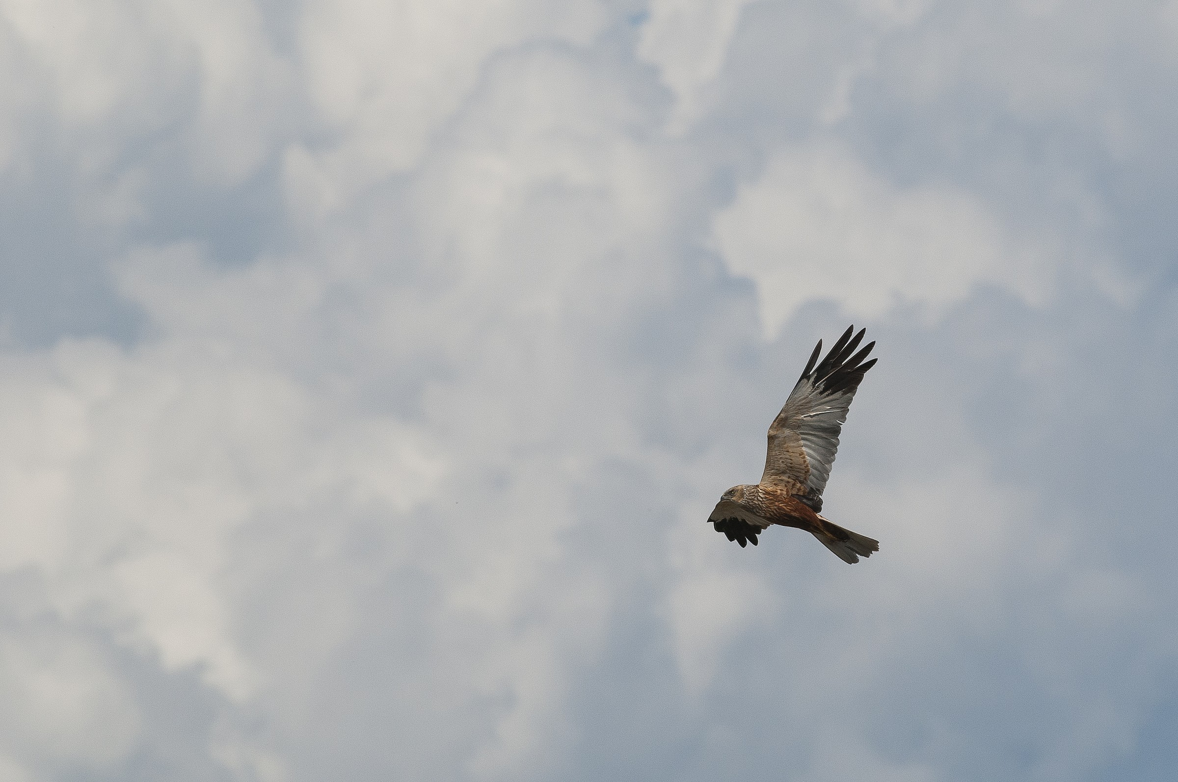 marsh harrier