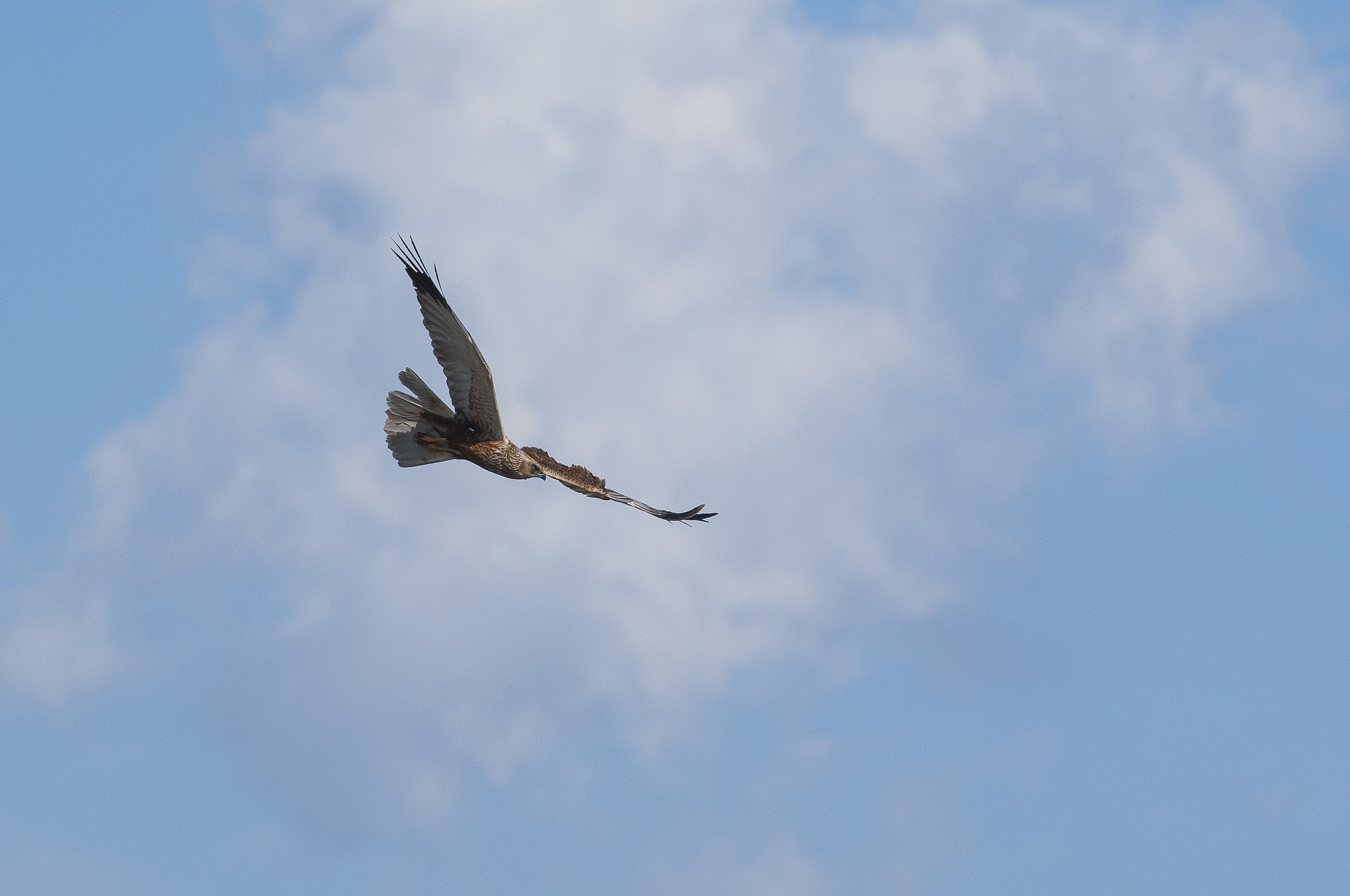 marsh harrier