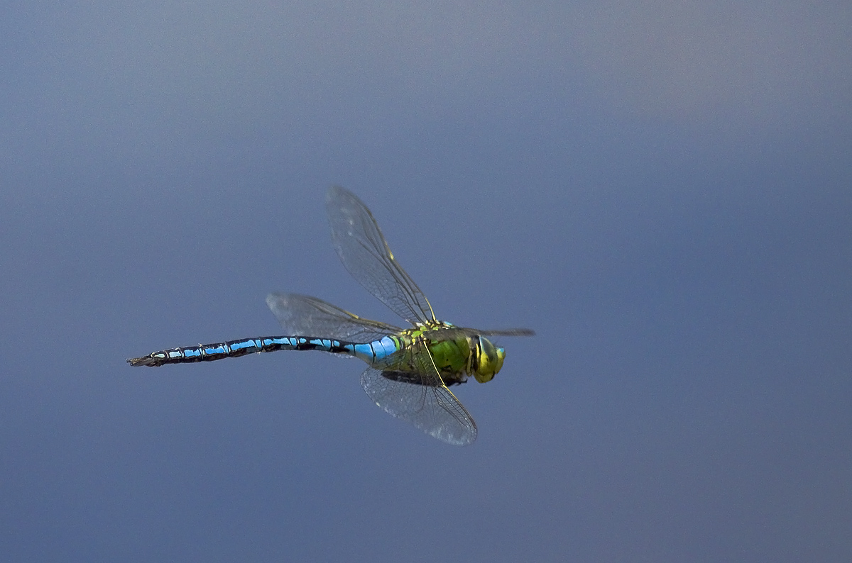 dragonfly