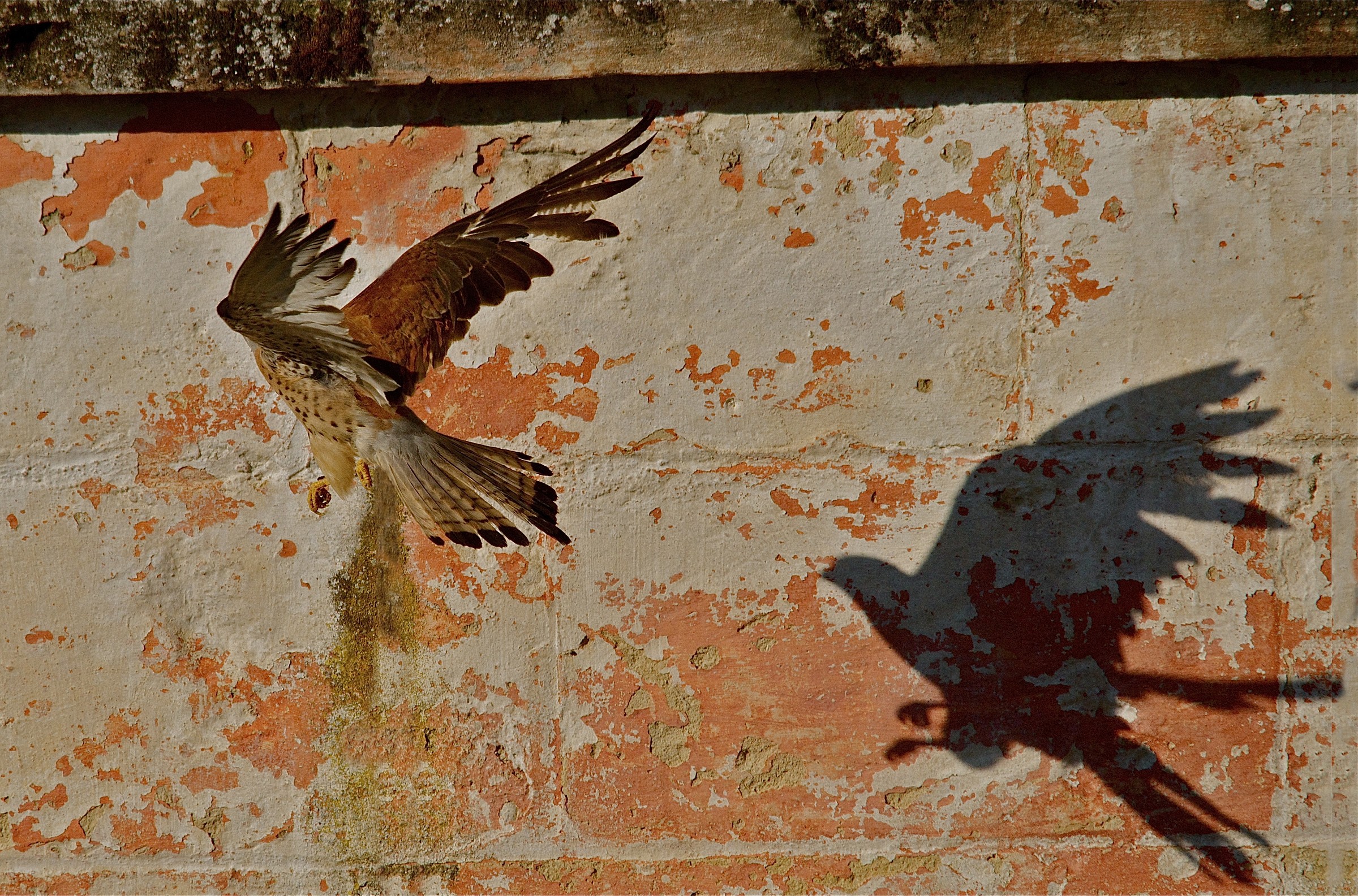 The shadow of the lesser kestrel
