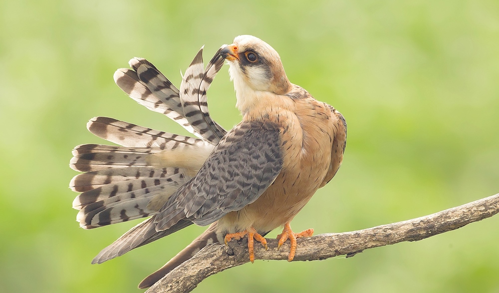 Red footed falcon