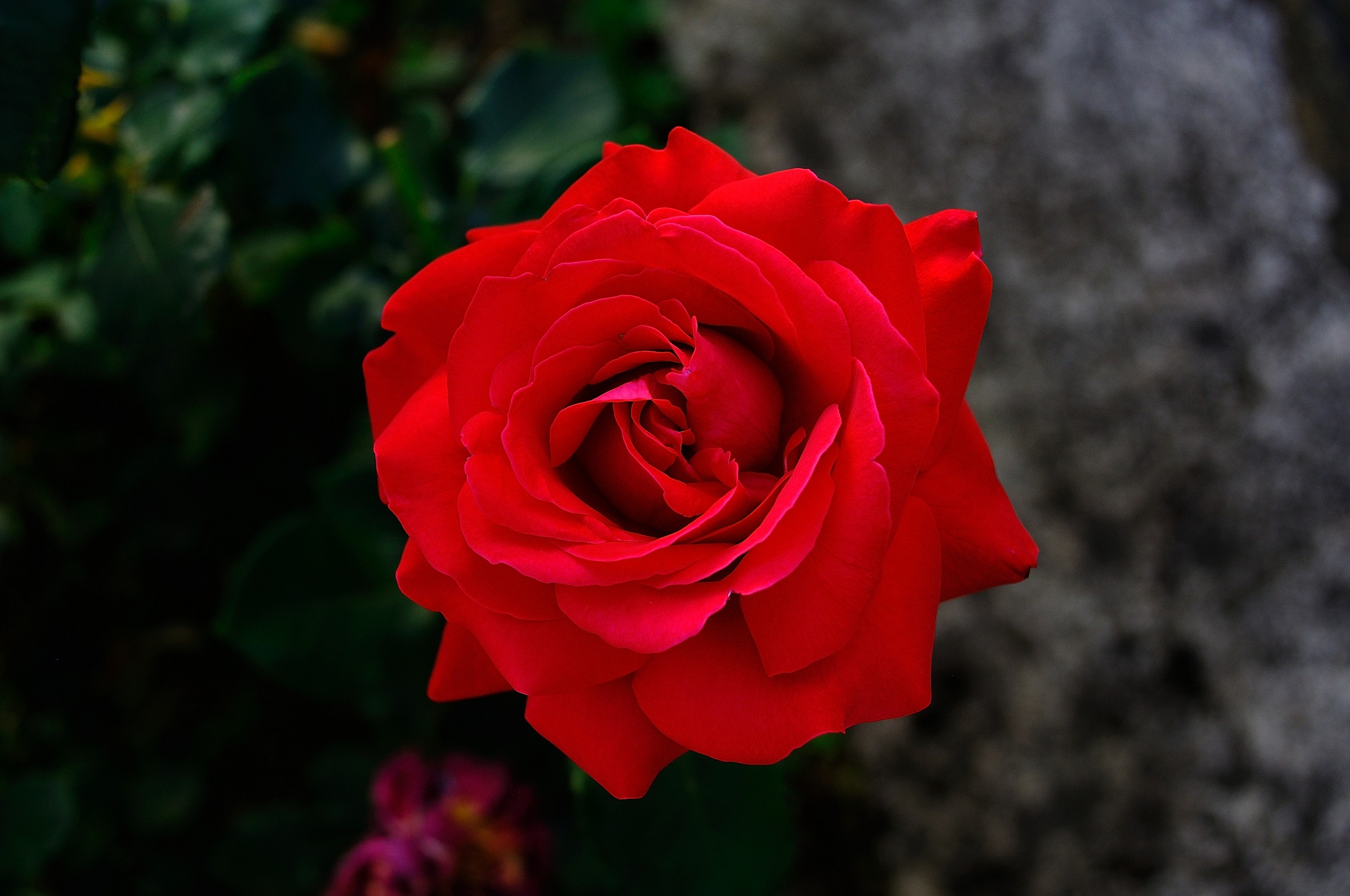 la mia rosa preferita