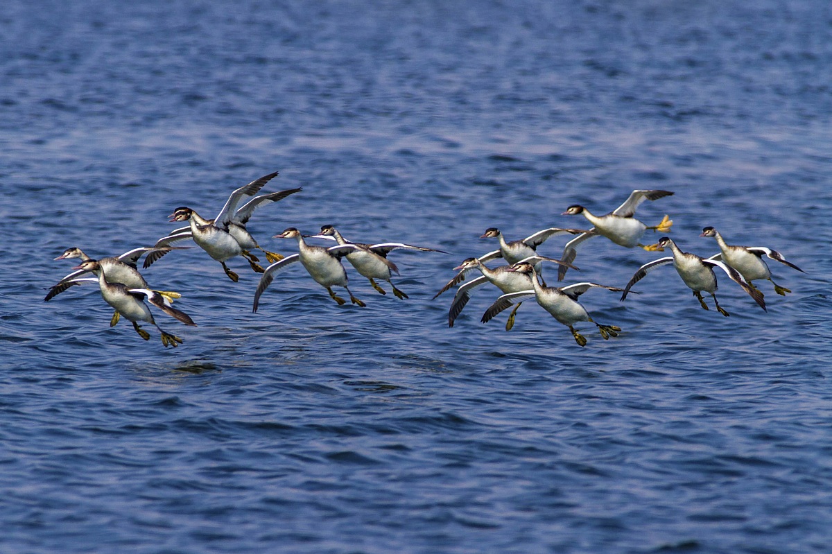 Svassi maggiori in volo sul lago