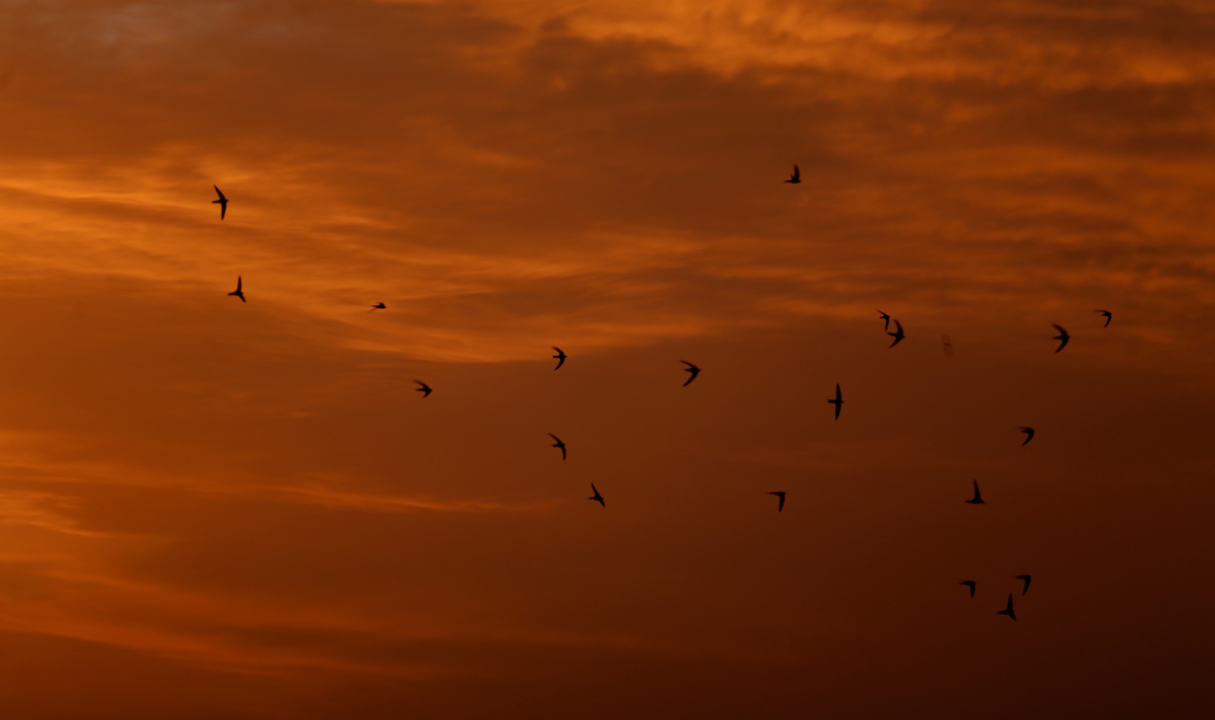 swallows at sunset