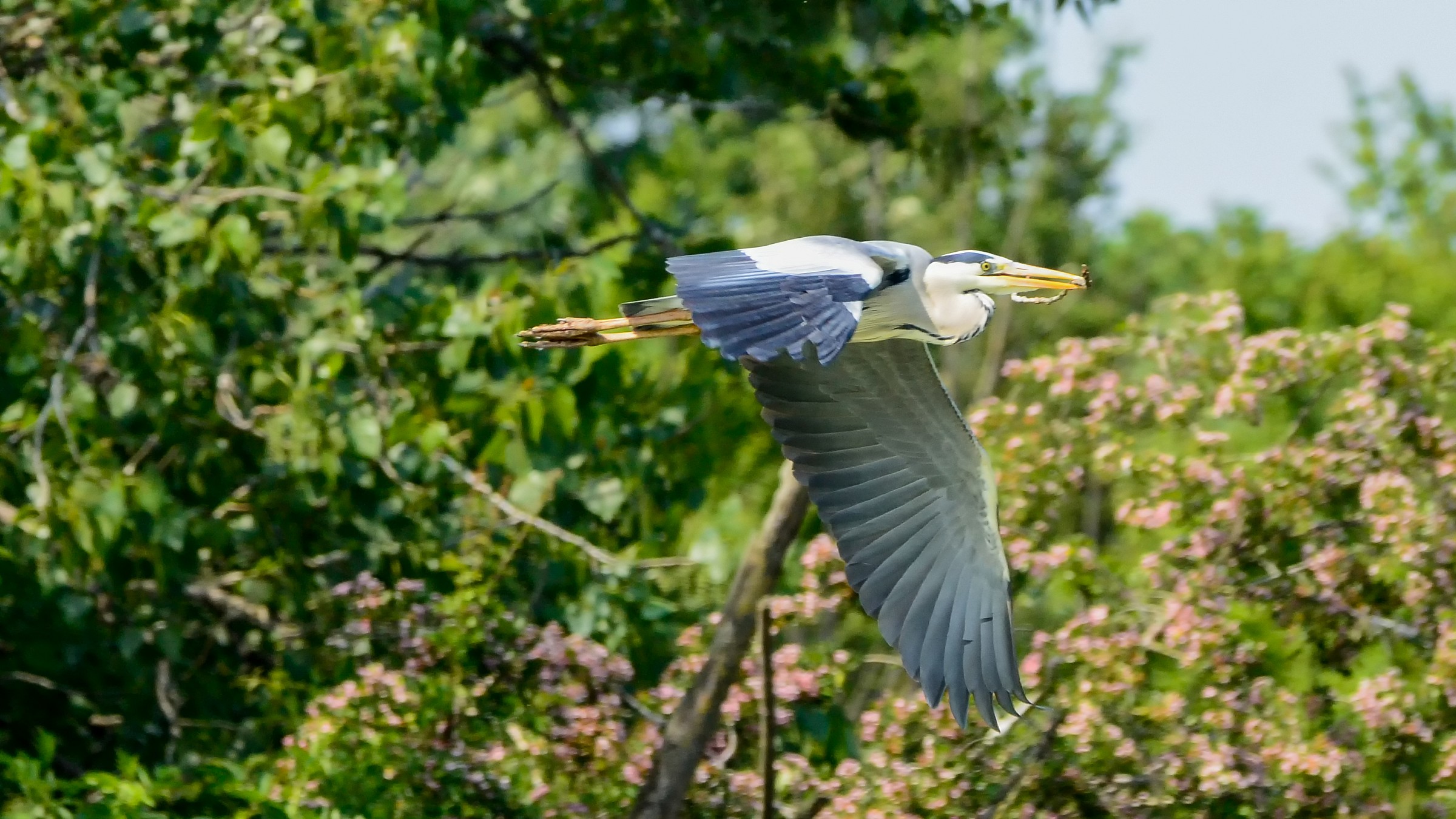 Airone che prepara il nido