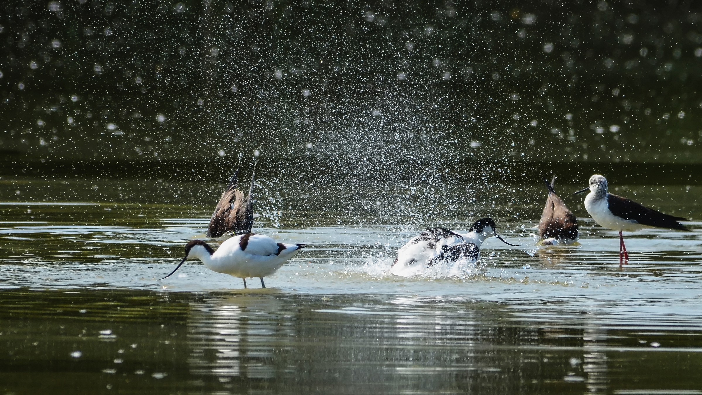 Avocetta che si lava