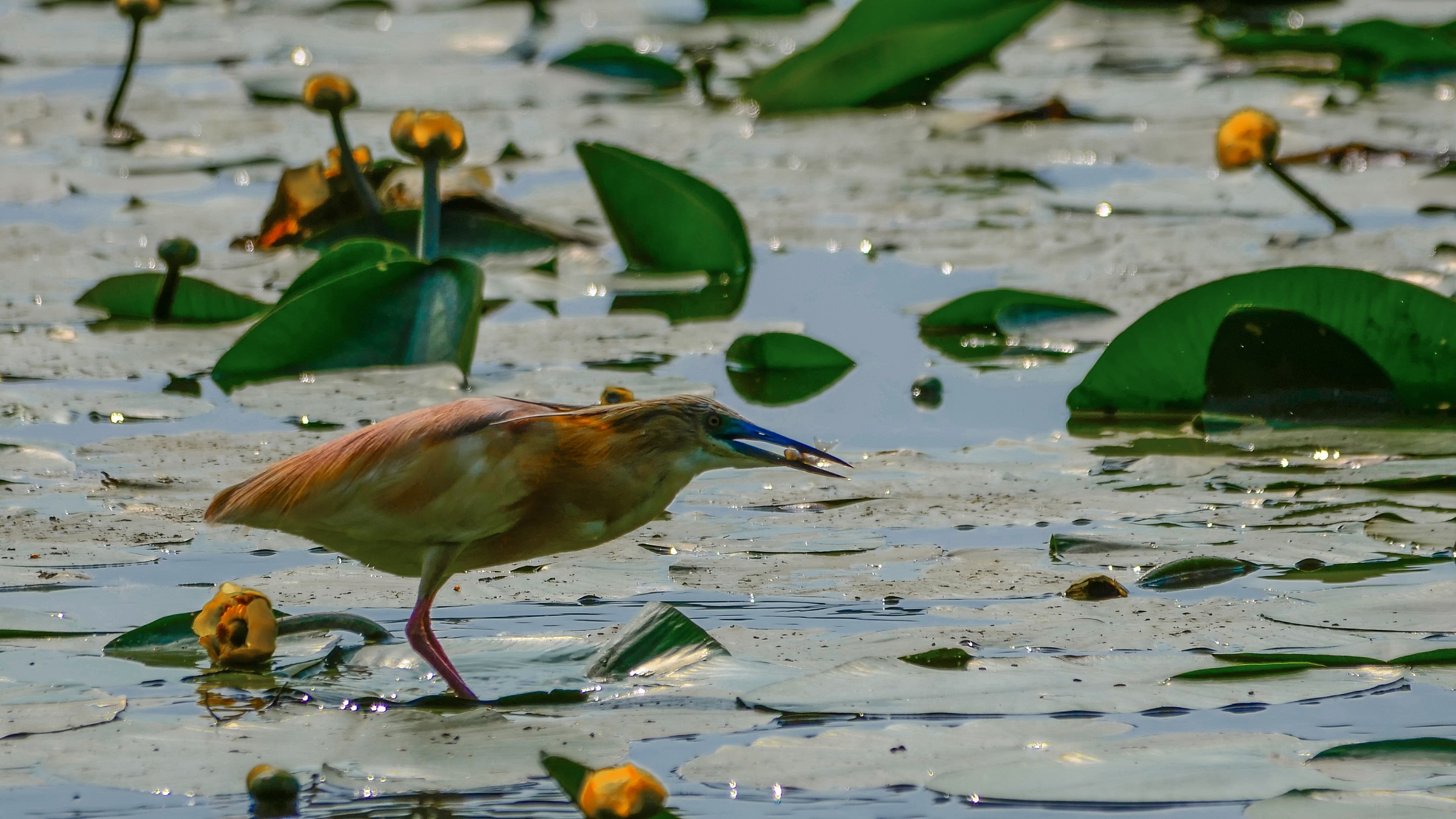 Sgarza con pescato del giorno..