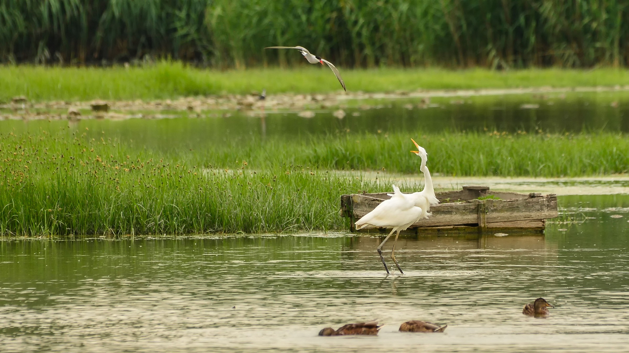 Airone bianco infastidito dalla sterna