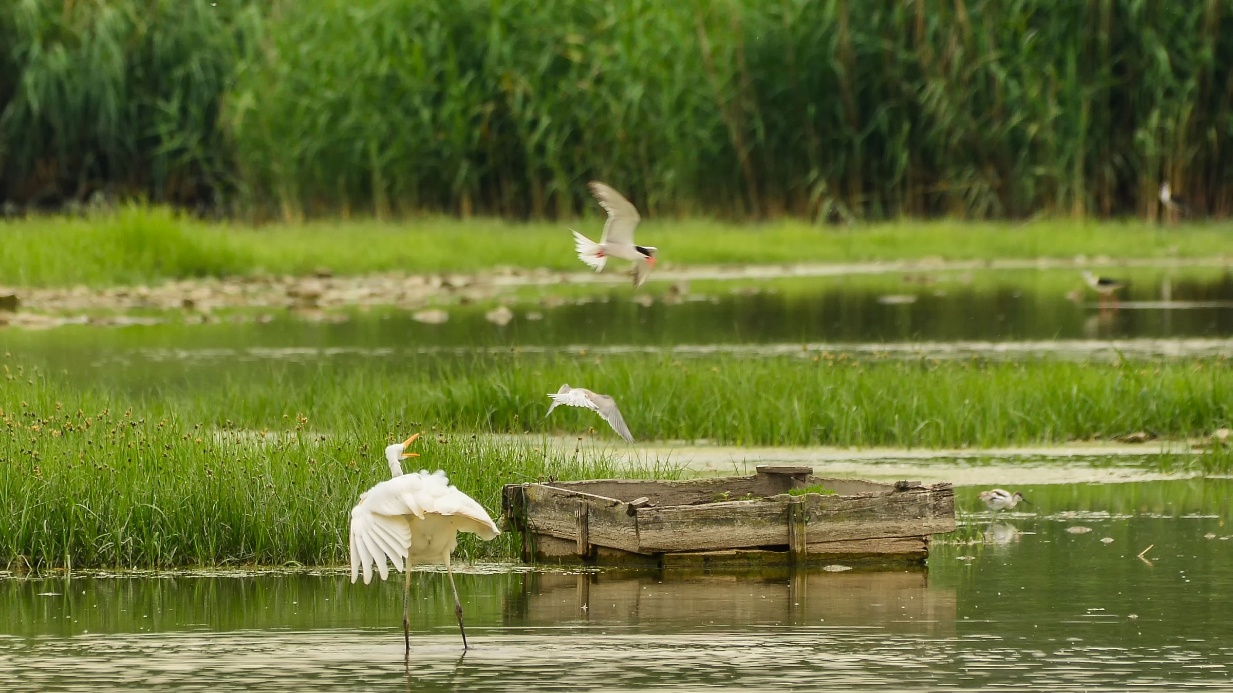 Airone bianco infastidito da due sterne
