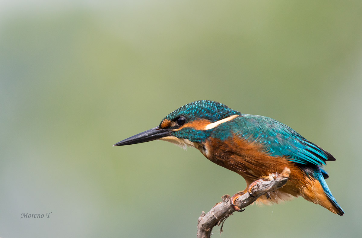 Martino, .... adesso parto
