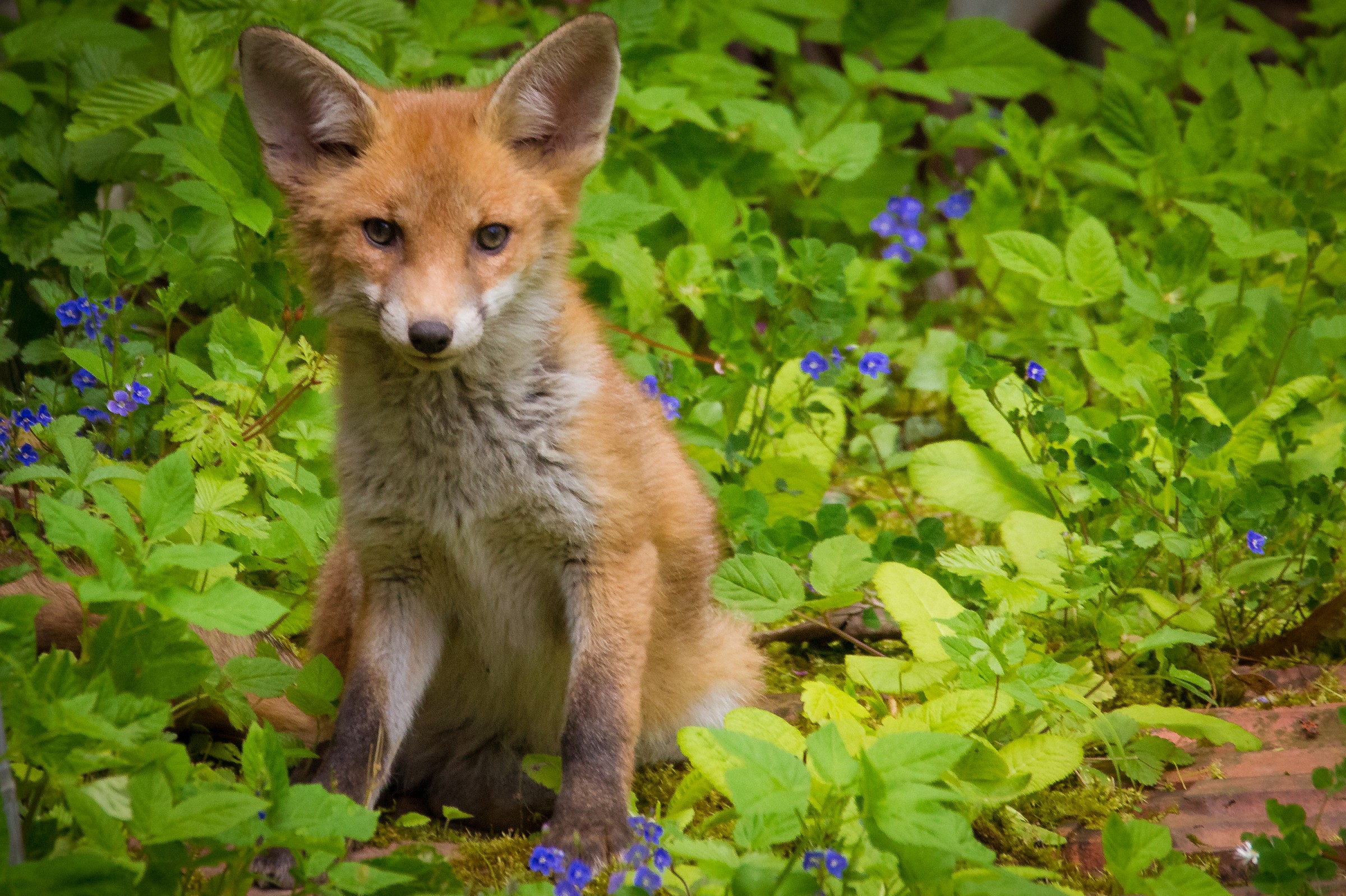 Youg Fox In My Garden