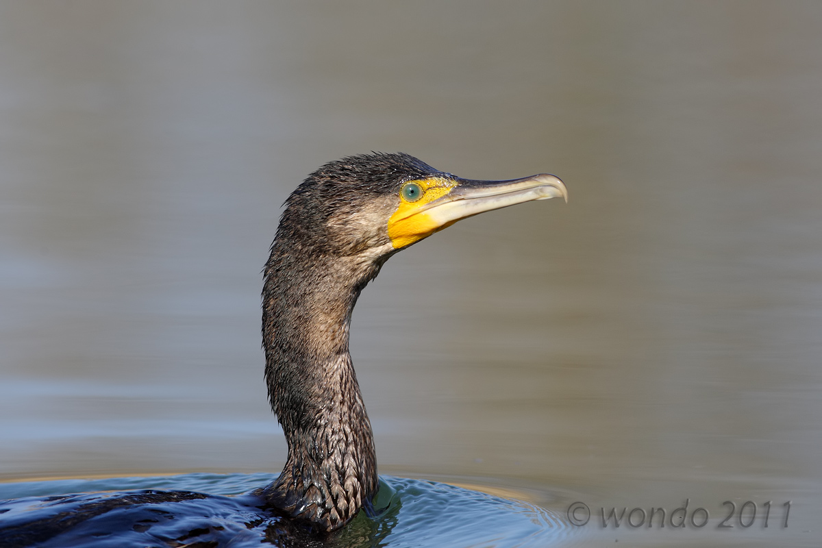 Phalacrocorax carbo (Cormorant)
