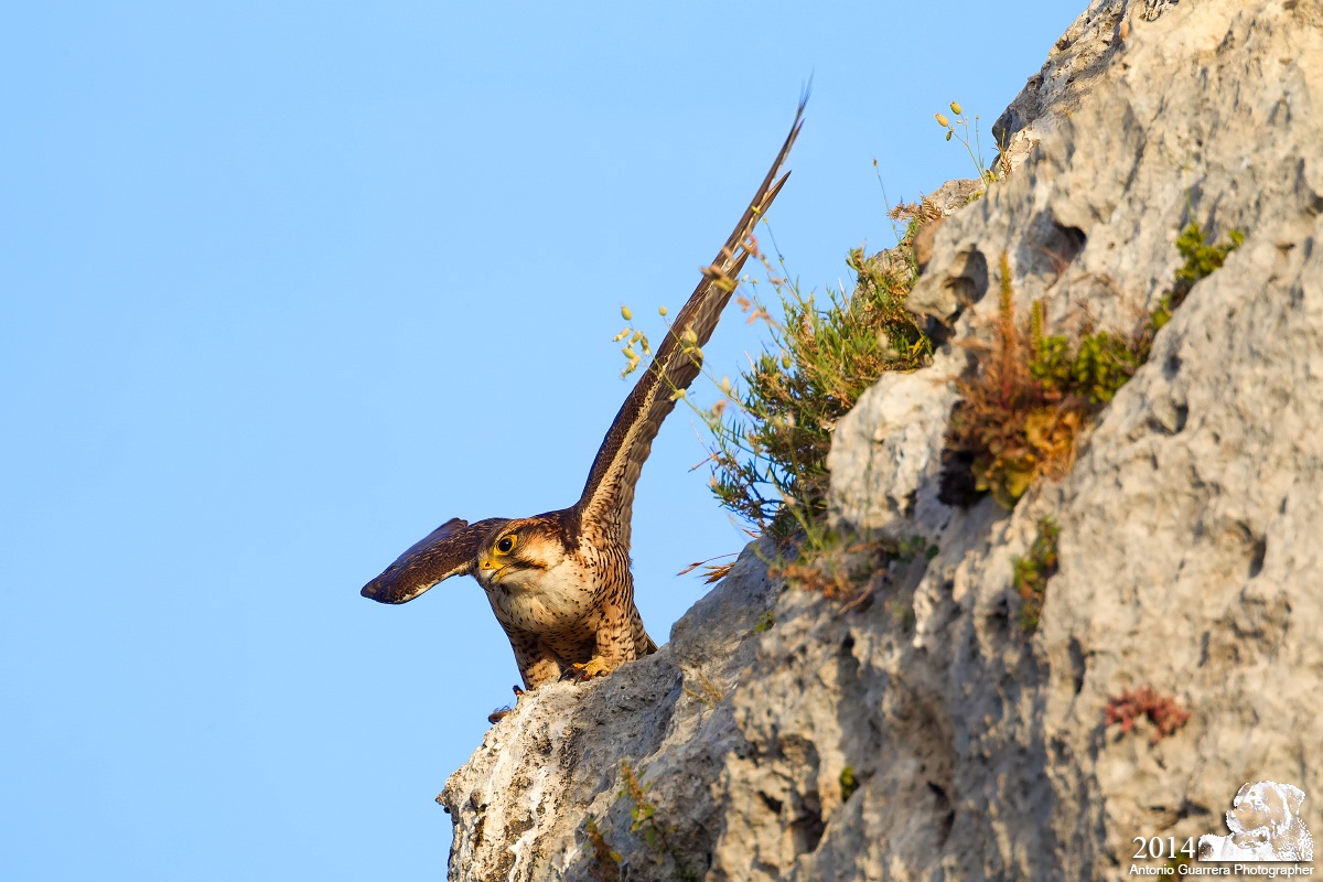La bellezza del Lanario (Falco biarmicus feldeggii)