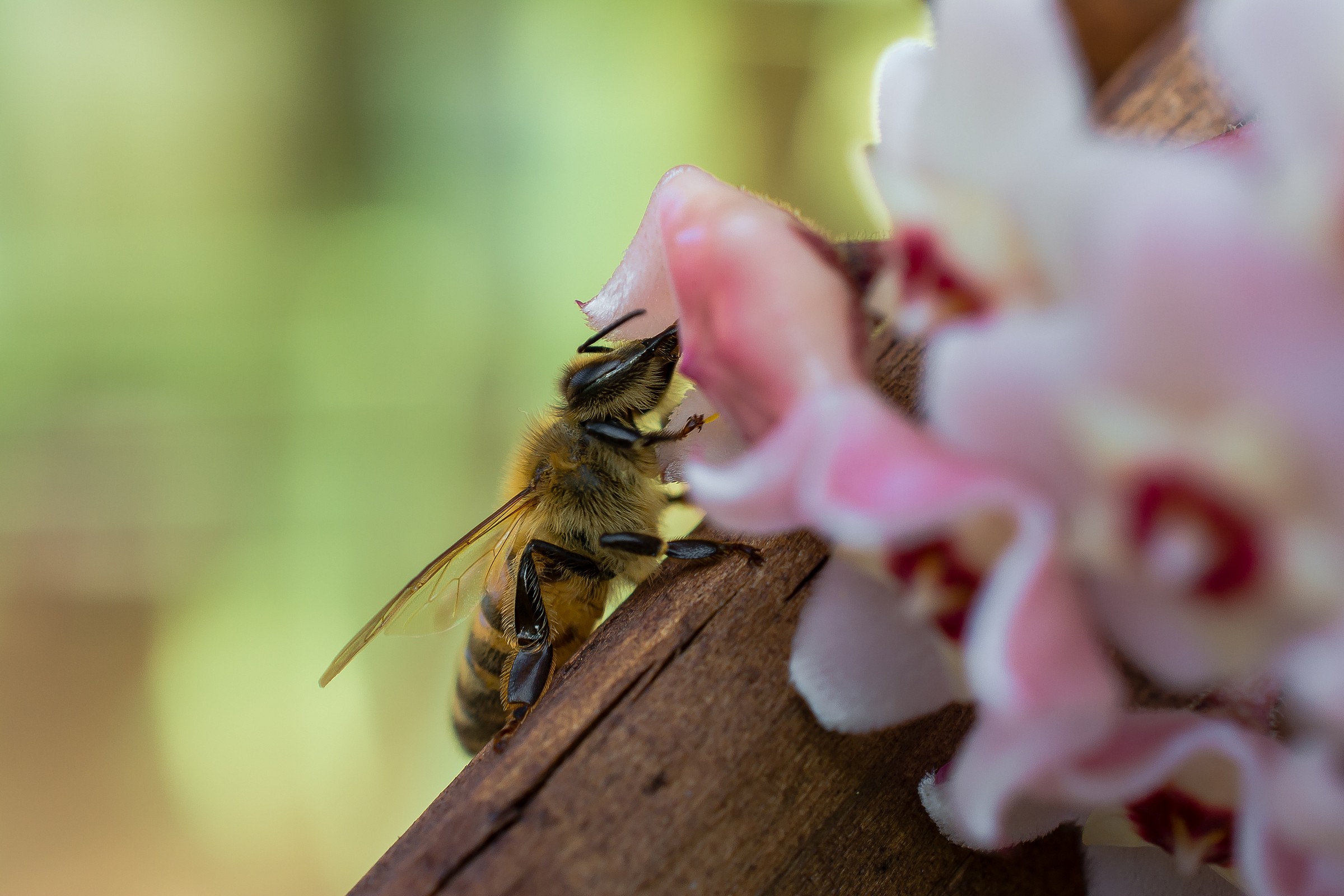 Ape su fiore di cera