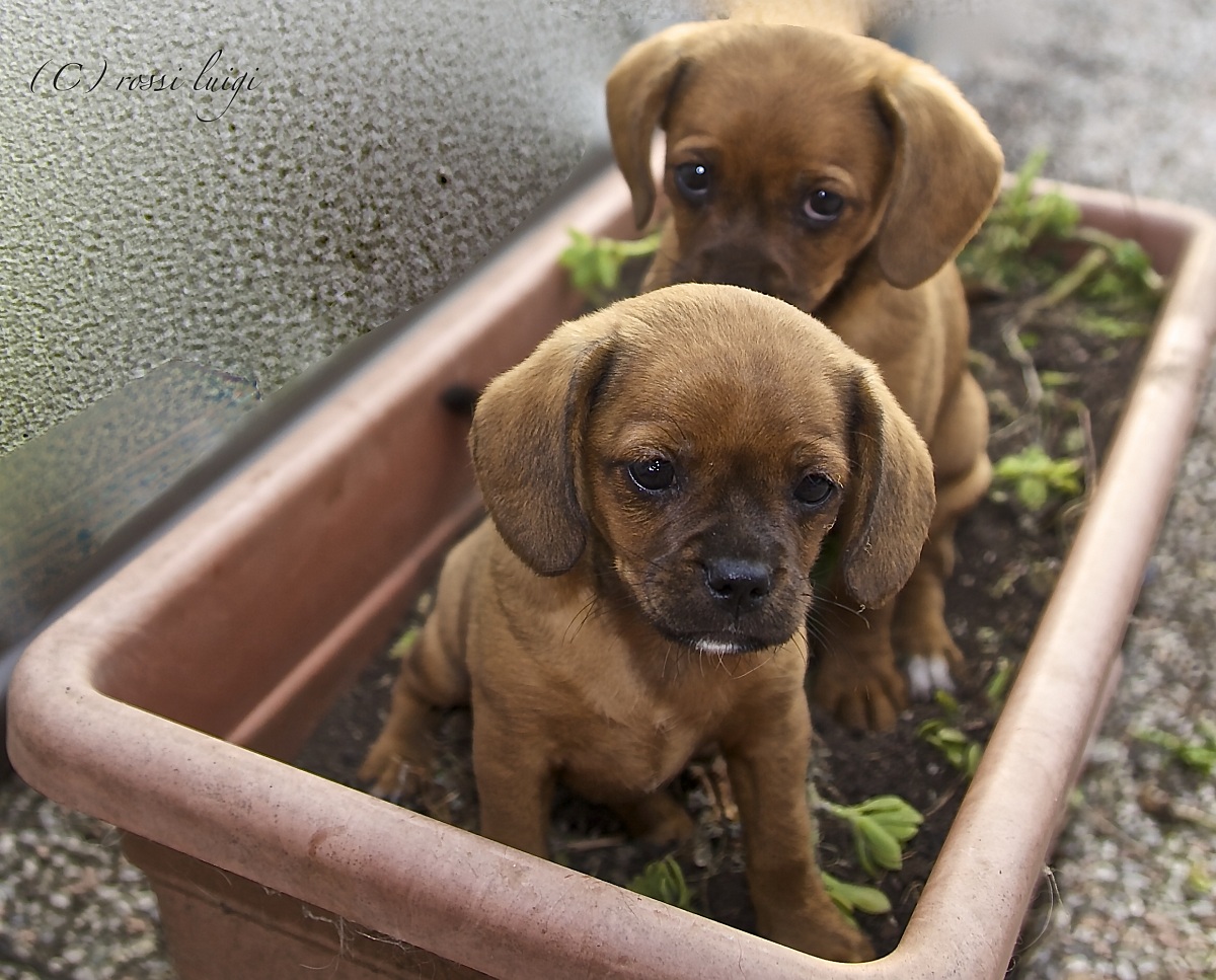 buongiorno siamo i nuovi giardinieri