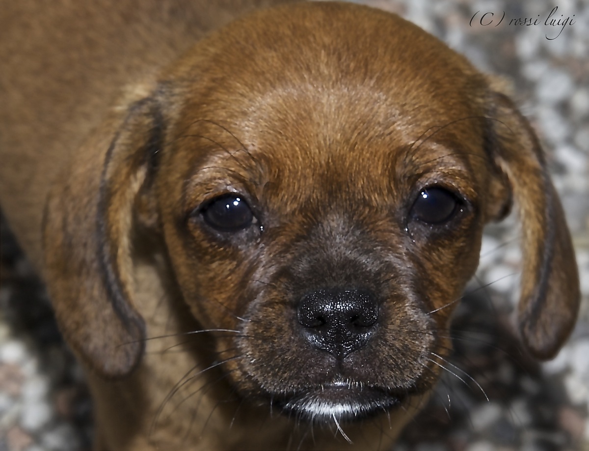 regalami una carezza