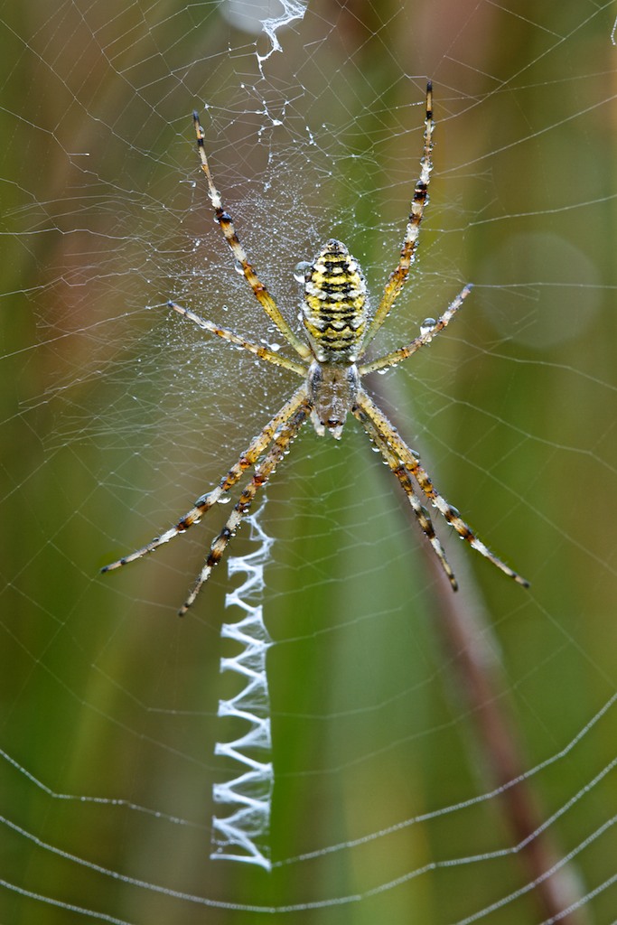 Argiope