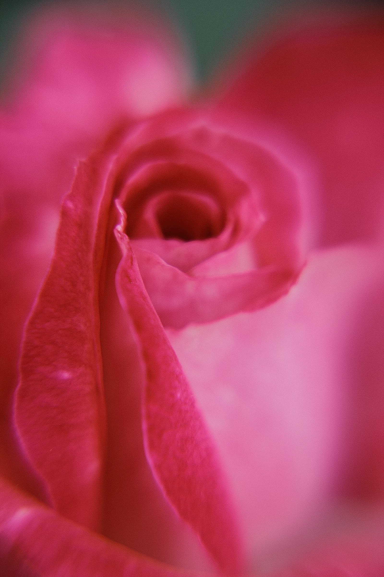 soft rose III