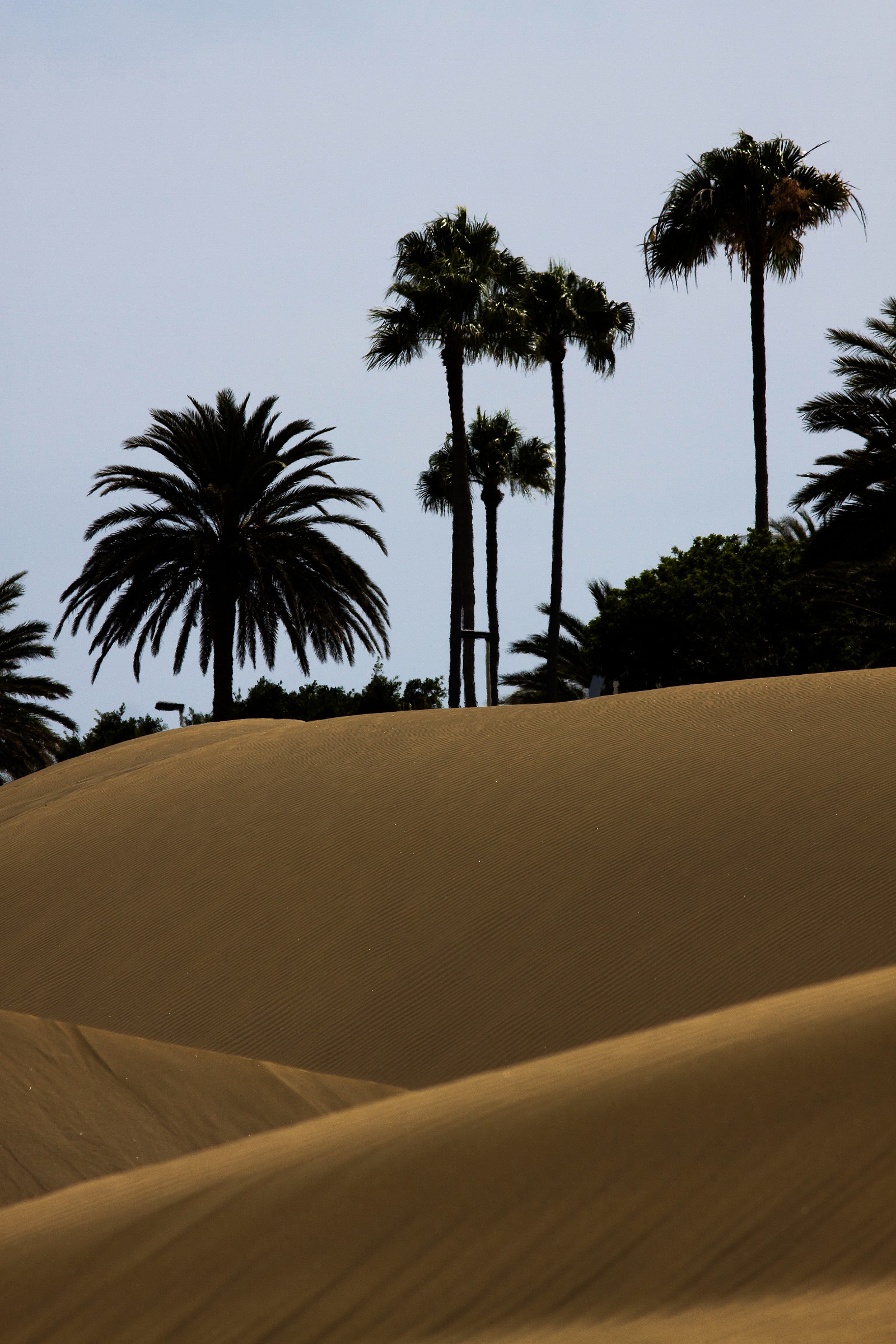 maspalomas, canary islands, spain