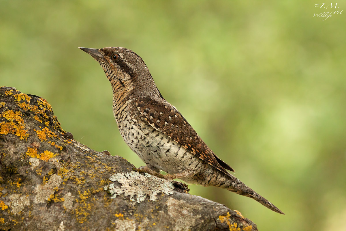 Torcicollo (Jynx torquilla)