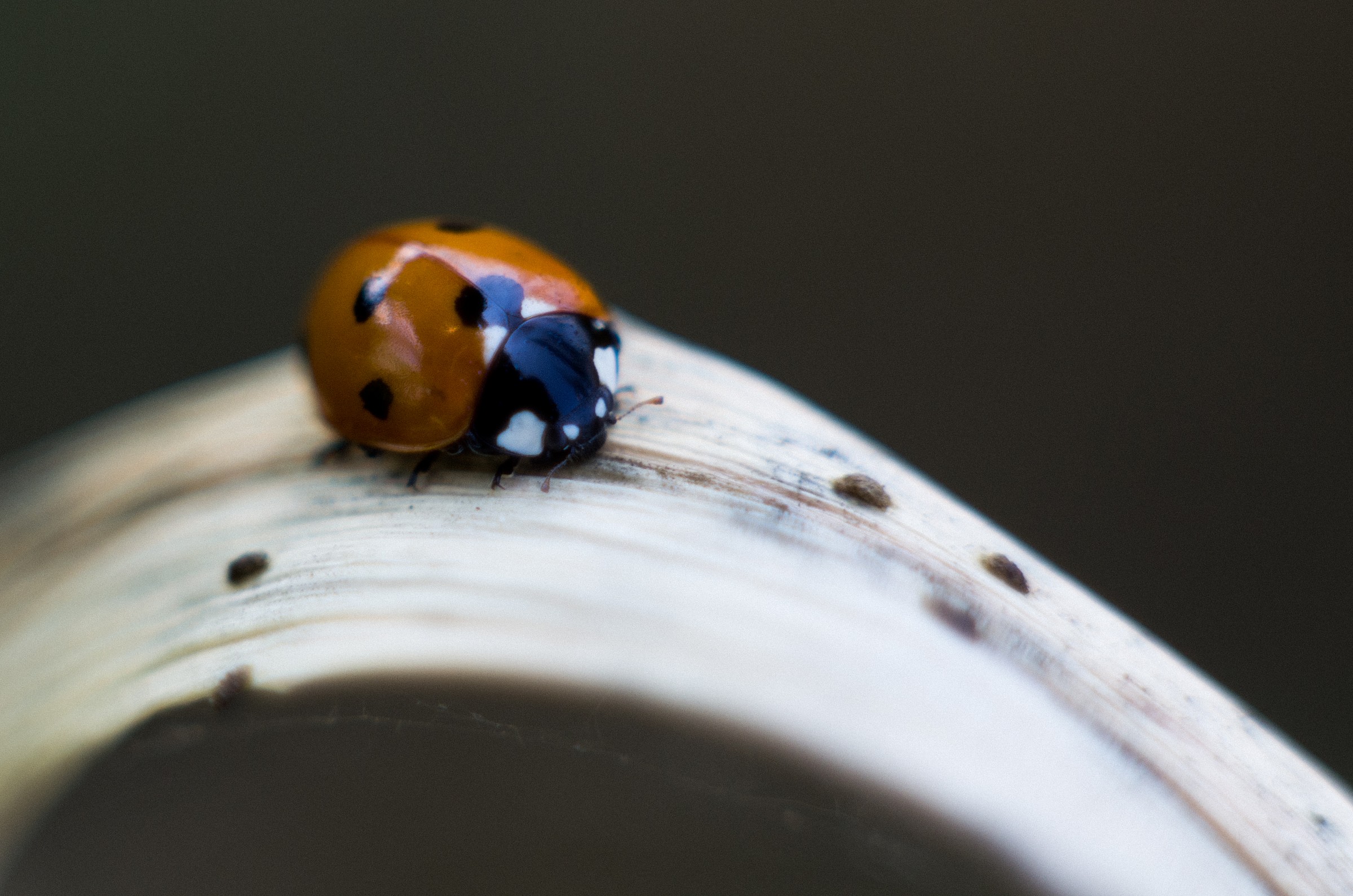Ladybug on wheat