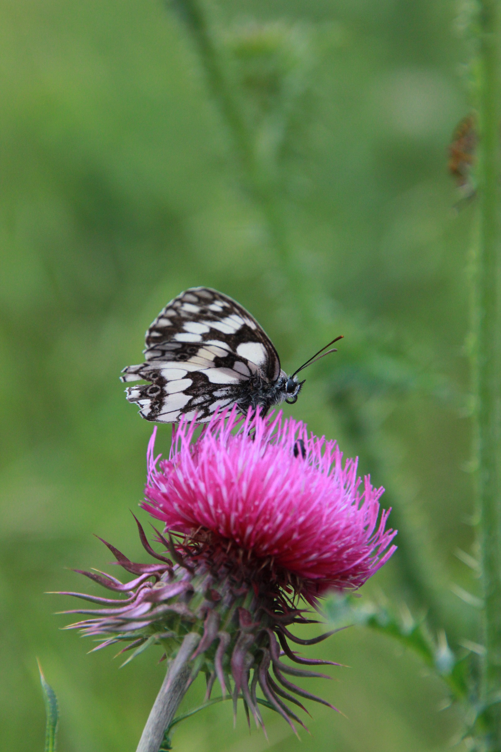 Riposando su di un fiore...