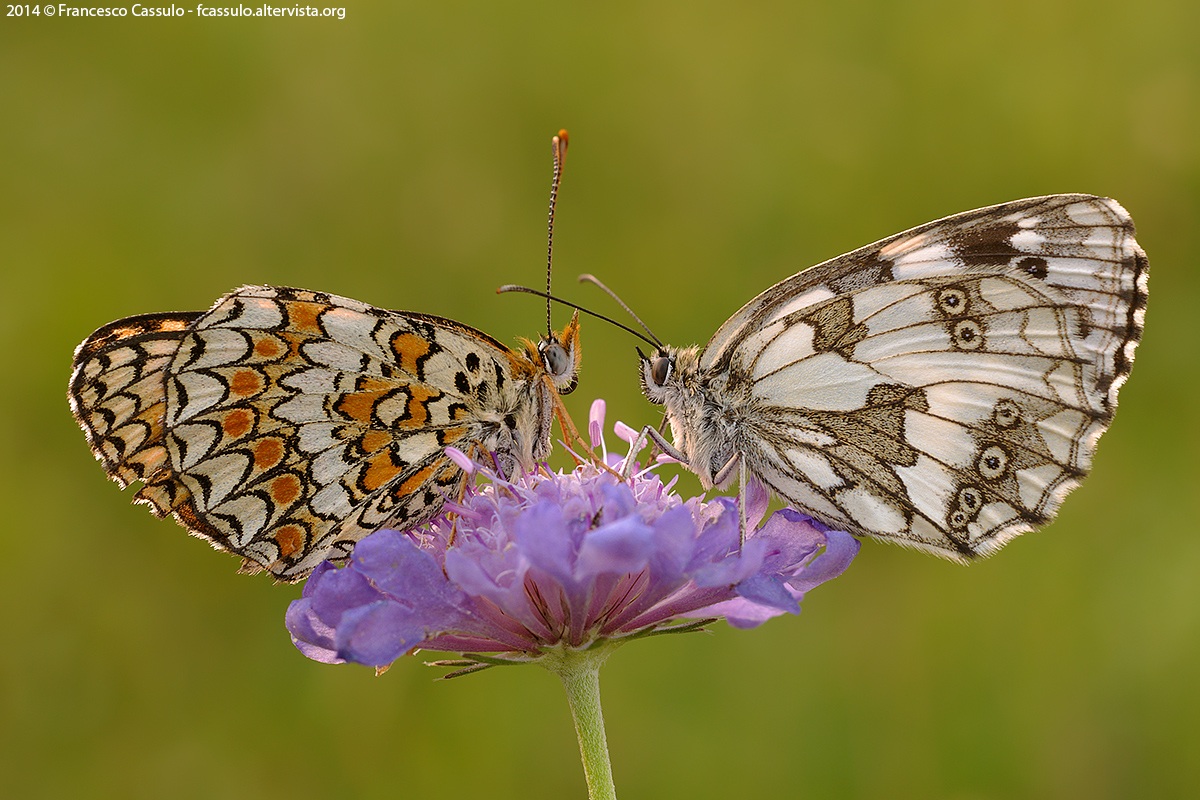 Melanargia galathea e Melitaea phoebe