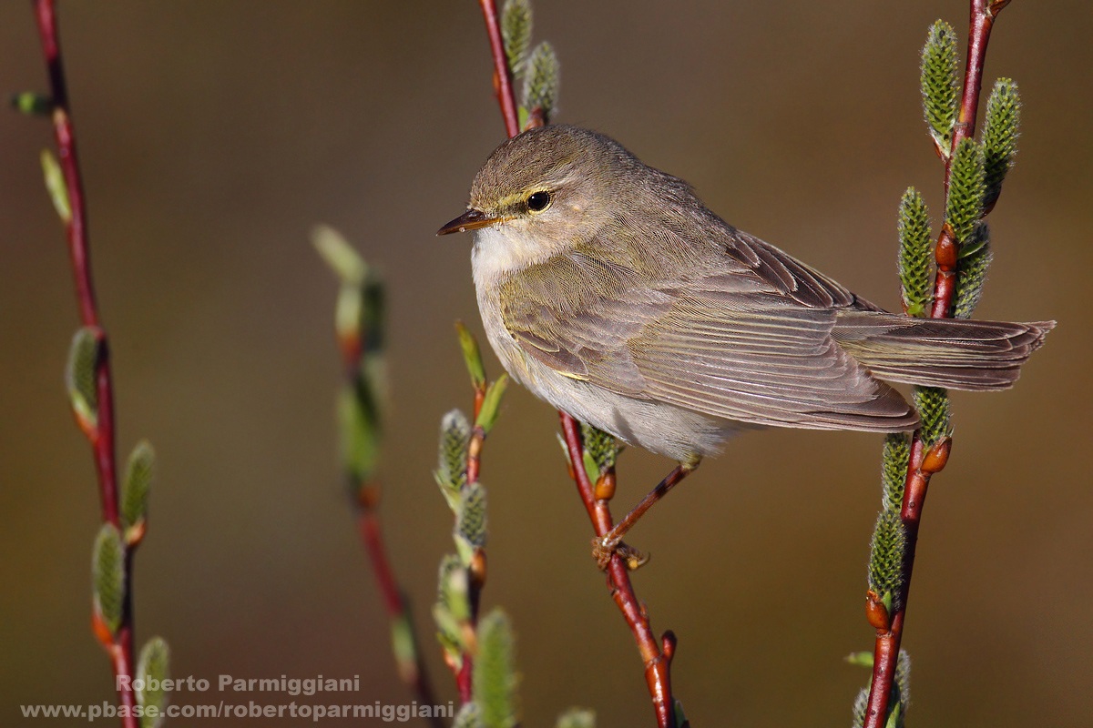 Tone on Tone (willow warbler)