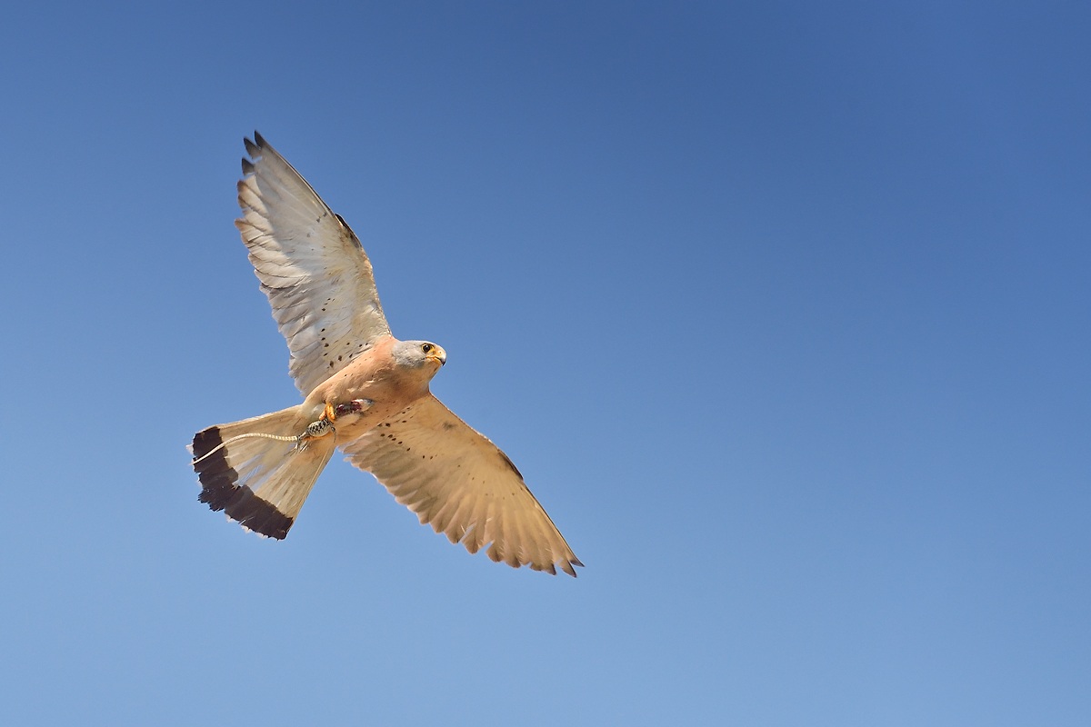 Grillaio con lucertola