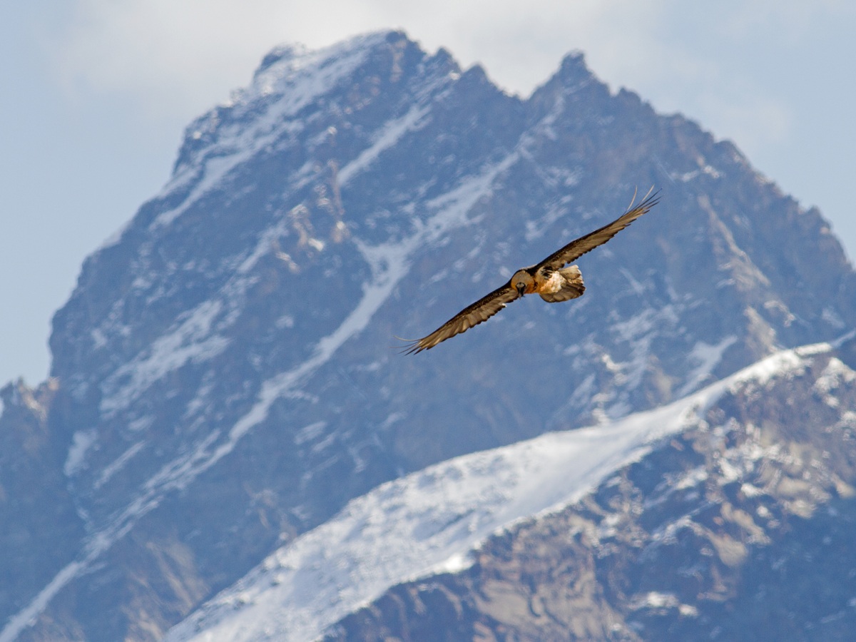 Tra le mie montagne...