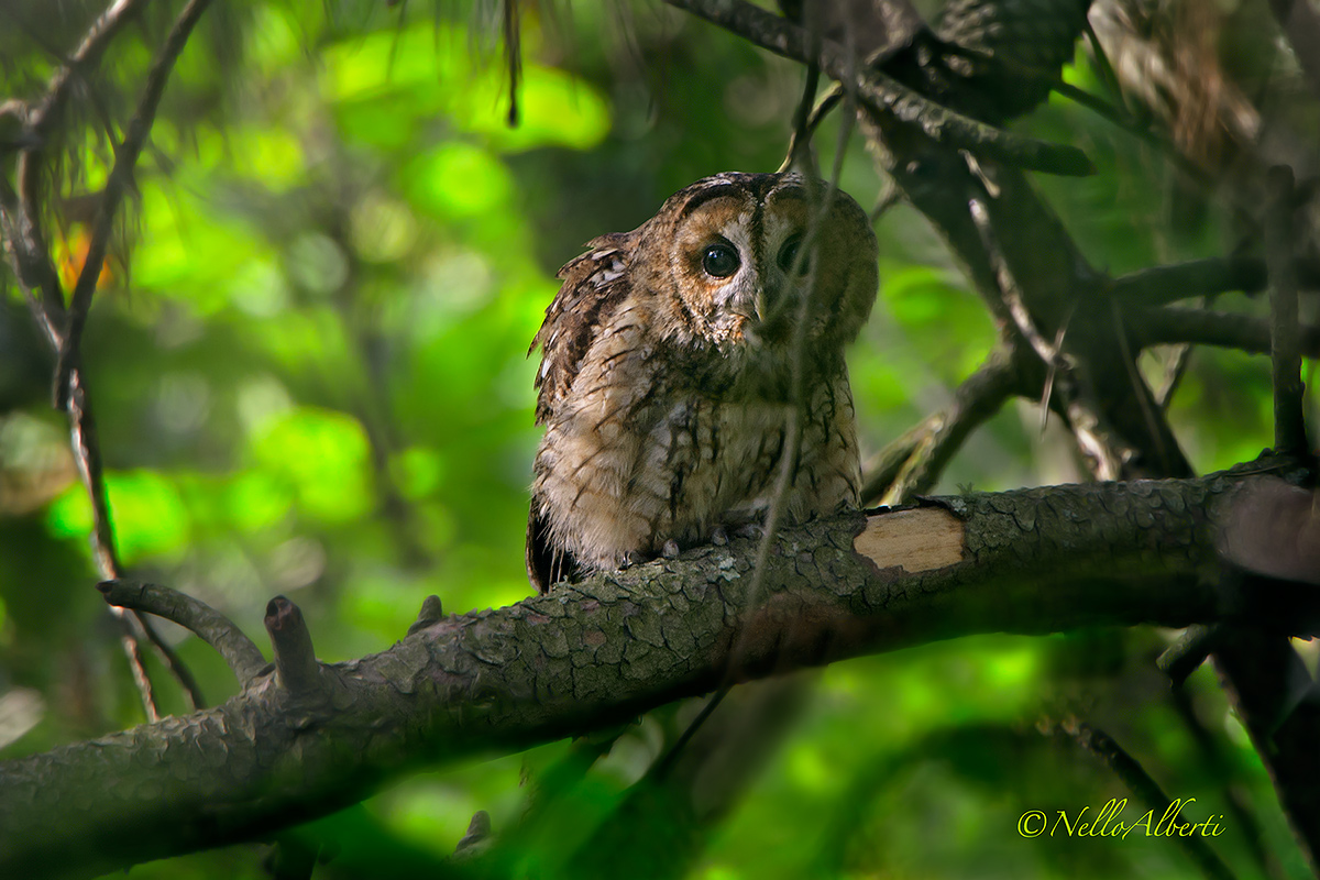 Allocco first sighting