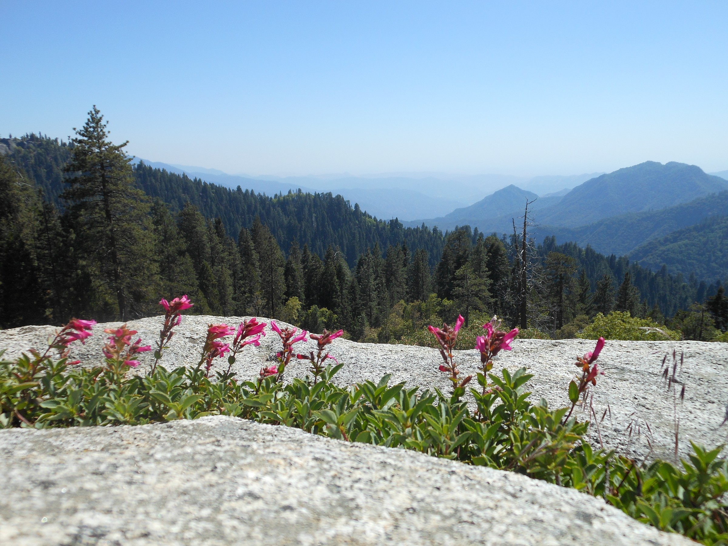 sequoia national park view