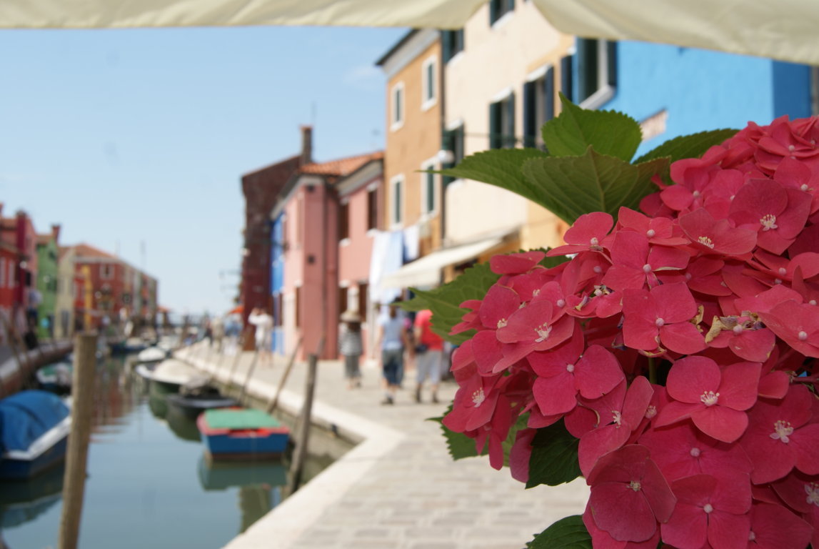 Fiori e colori di Burano