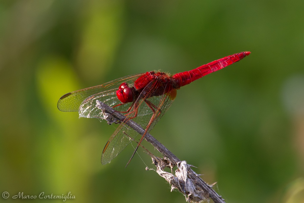 Crocothemis erythraea