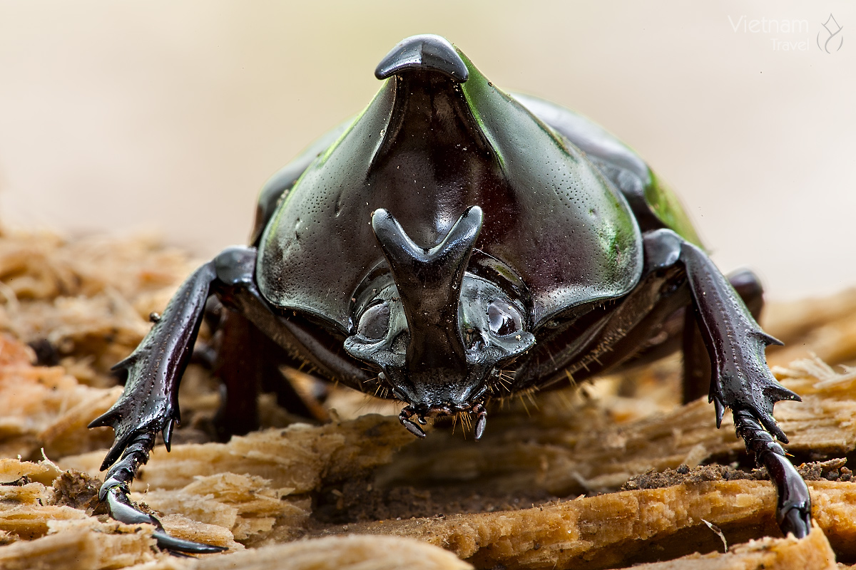 Xilotrupes Gideon sumatrensis