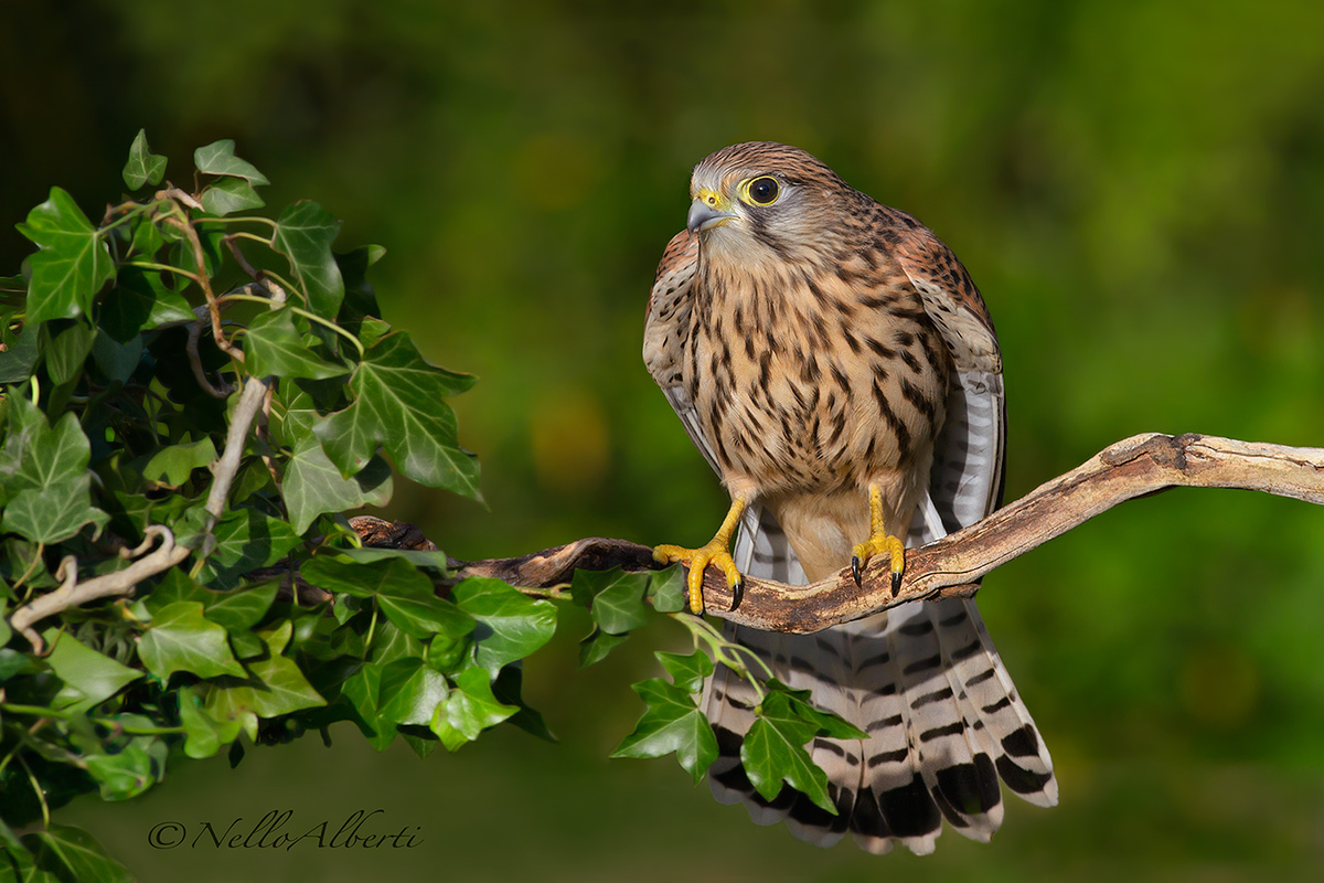 Kestrel