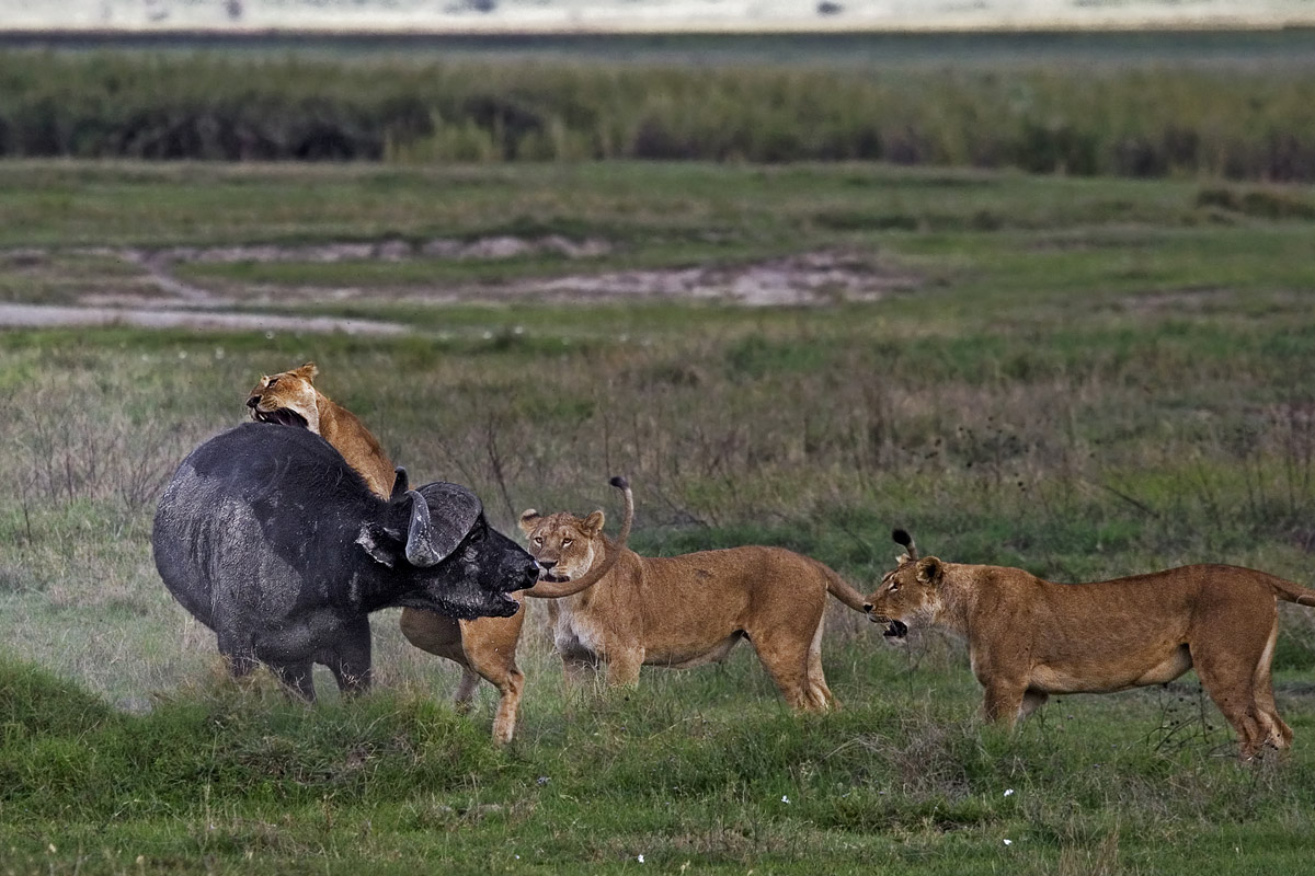 struggle for survival