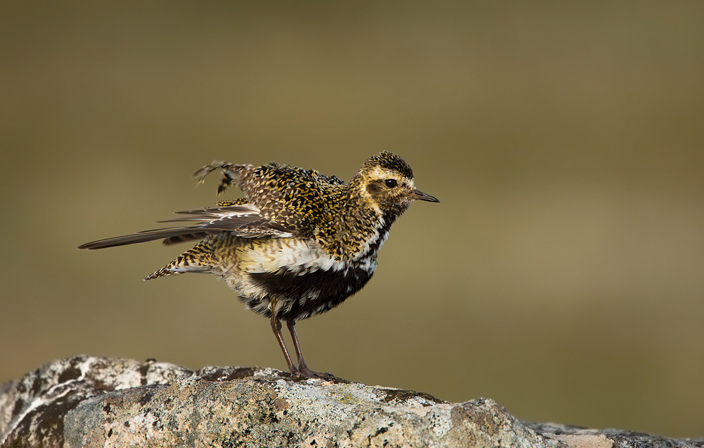 Piviere dorato Scuotere