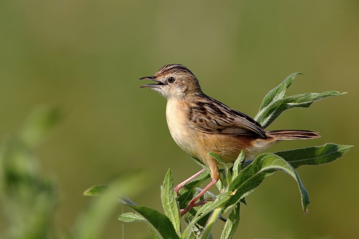 Zitting Cisticola