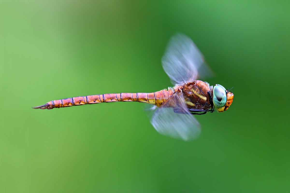 Il volo della Isosceles